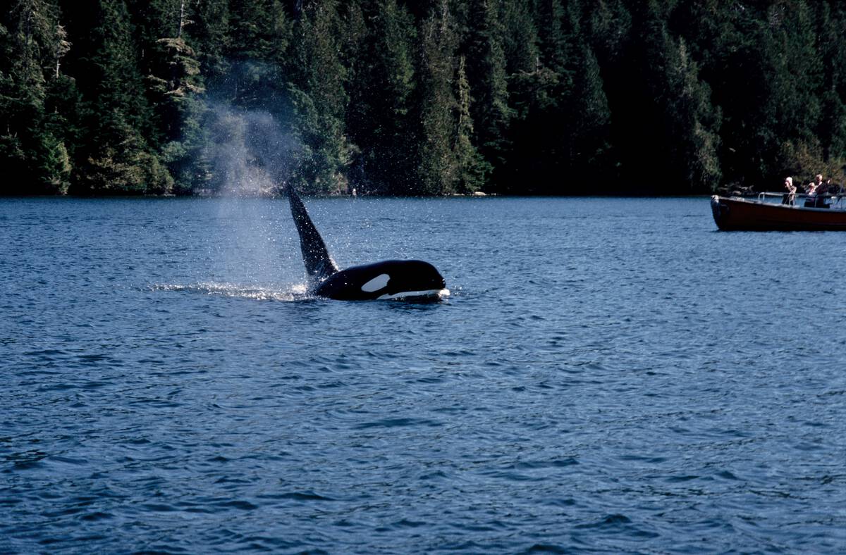 An Orca breaches near a whale watching boat in the Tofino area.