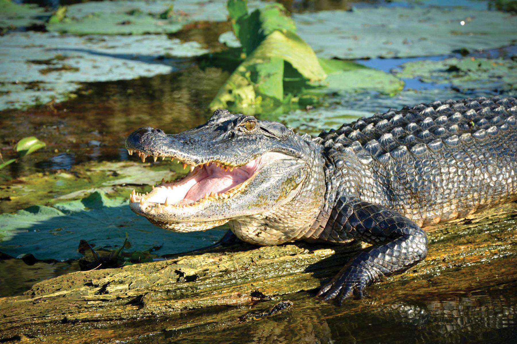 Alligator Sunning on Log ©LanceLeBlanc